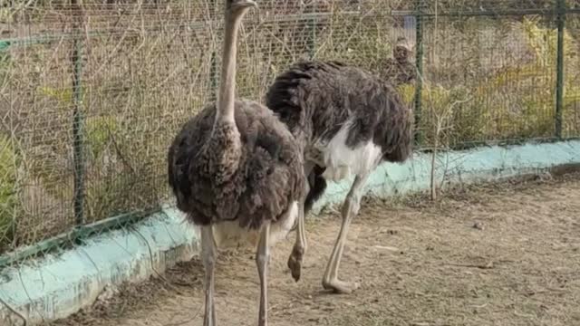 Emu bird zoo animal 2022