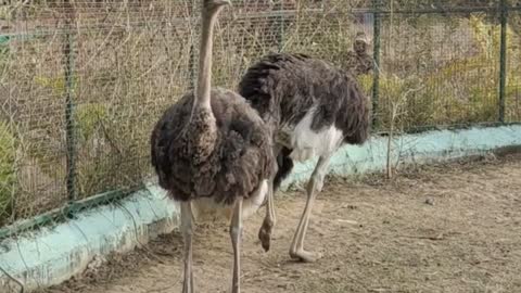 Emu bird zoo animal 2022