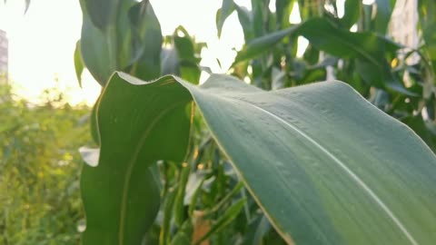 The chirping of insects in summer