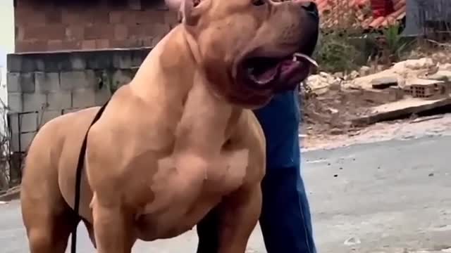 american dogs was so dangerous