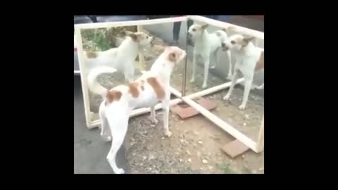 Dog on mirror