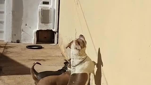 Three Bullies play with the ballons for the first time .