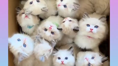 Cat videos