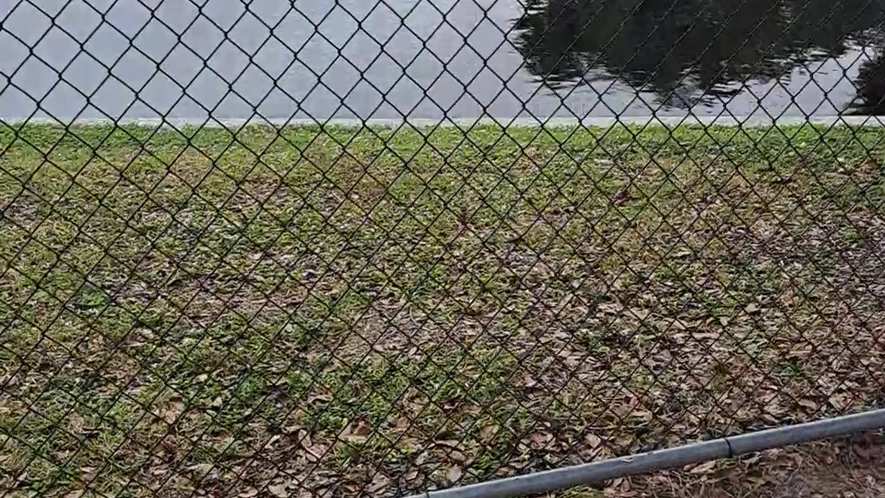 Manatee Park in Fort Myers, Fl 1/11/24 There are 7,500 still alive today.