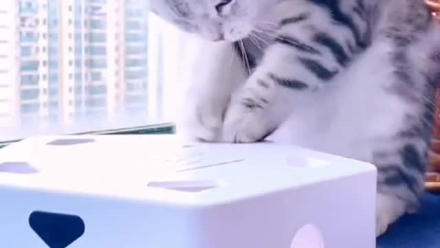 When the mouse laughs at the cat, there must be a hole beside it