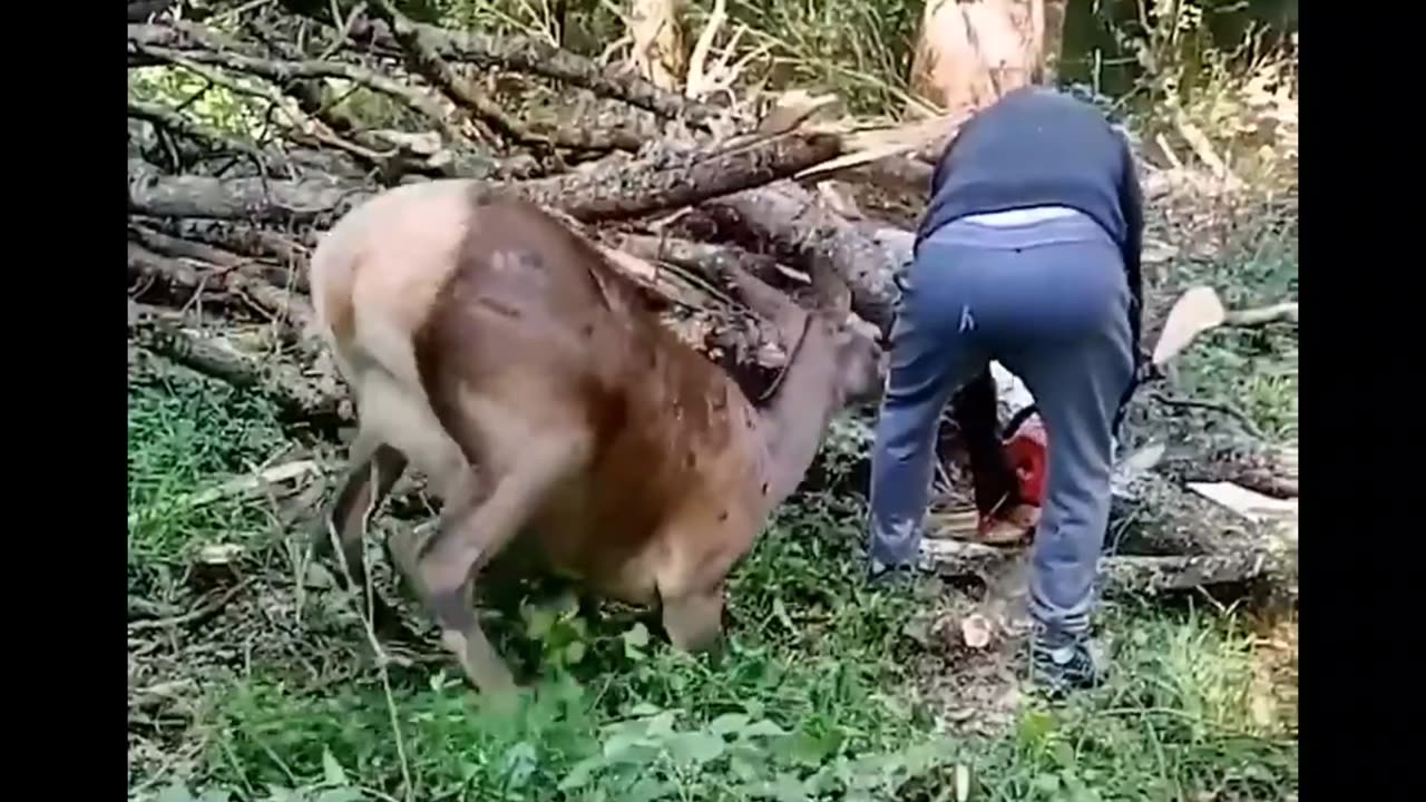 Elk Tries To Get Man's Attention 🤩🤩🤩