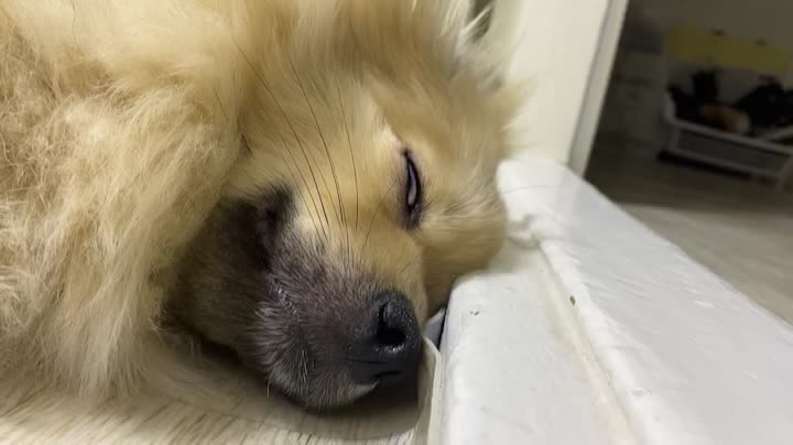 A puppy who specializes in snoring