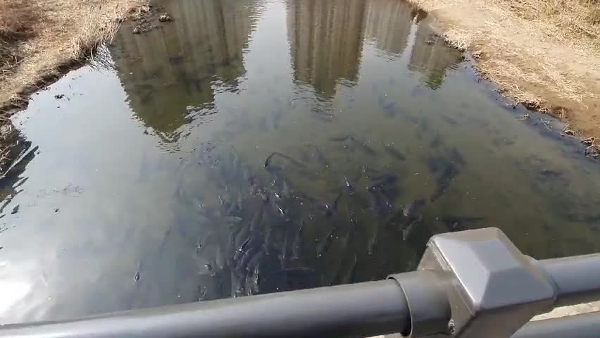 a large group of asian carp in the river