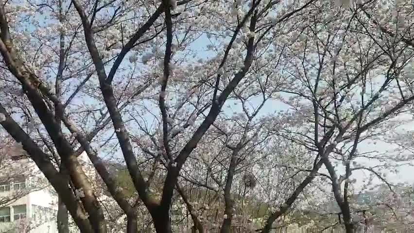 Cherry blossom video
