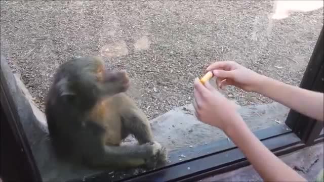 Monkeys react to magic (360p)