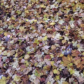 Look at this hole in the tree. Even my dog had to see!