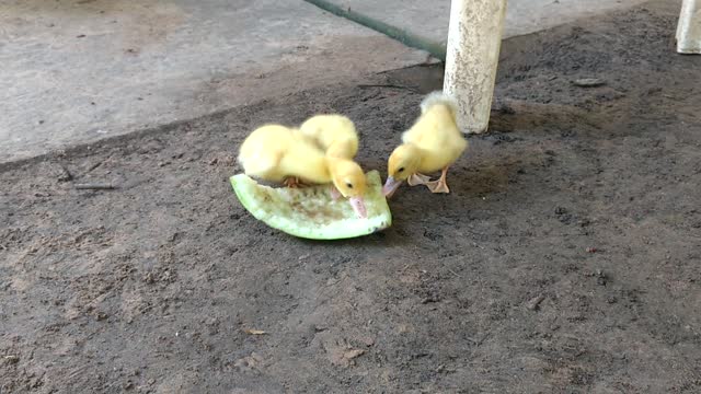 adorable baby duck eating watermelon