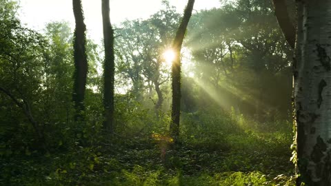 Trees forest woods