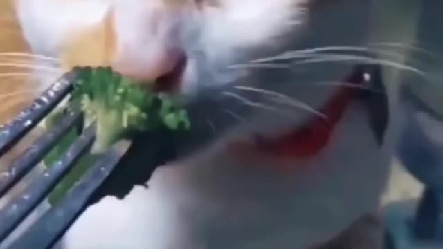 Cute cat eat food and playing play video and enjoy