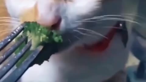 Cute cat eat food and playing play video and enjoy