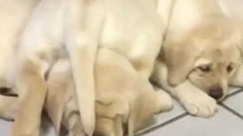 These are some of best FUNNY DOG videos in 2021 - TRY NOT TO LAUGH FUNNY 2021