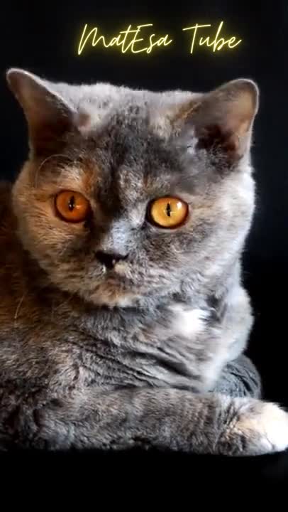 Cat circus /Adorable cat looking around