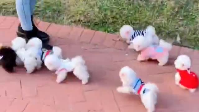 Cute & Funny Puppies very lovely | Smart Baby Dogs Video