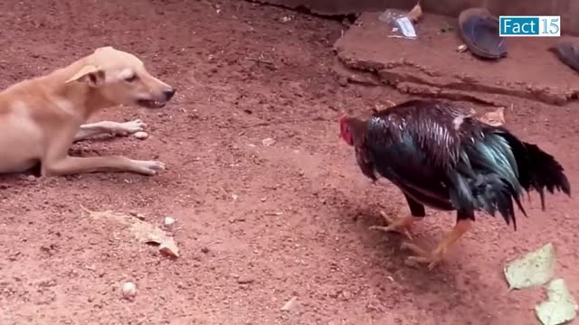 Funny Animals Video 2022 Part1 ROFL LOL