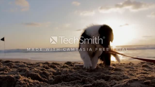 Puppy Enjoying in Beach