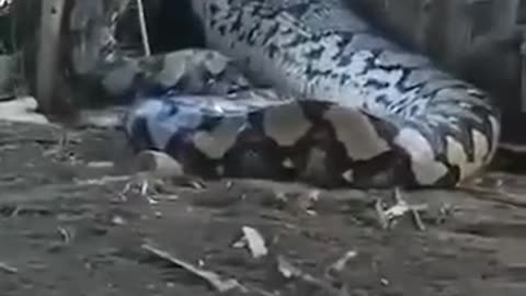 Giant python sneaking into a village in India