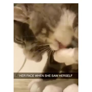 The cat looks in the mirror