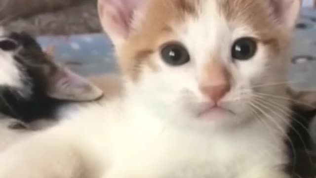 Can't stop laughing animals 🐈😺 Cute #35💋🥺