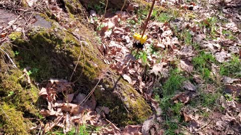 Clearing Fence line