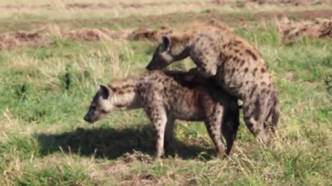 Hyena mating Hard