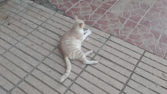 "A cat searching for calm and serenity in broad daylight"👍👀🐈