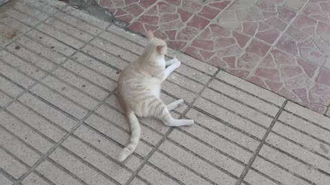 "A cat searching for calm and serenity in broad daylight"👍👀🐈