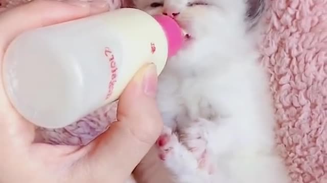 Look cat is a baby!