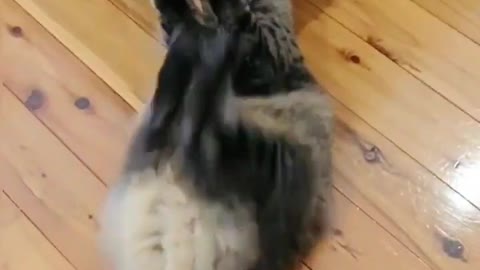Very Cute and Funny Cat