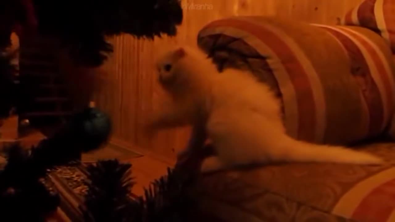 cats vs Christmas trees - Try not to laugh