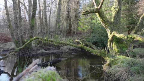 How beavers can fully revitalise a farm