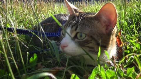 A Small Cat Sits in the Grass