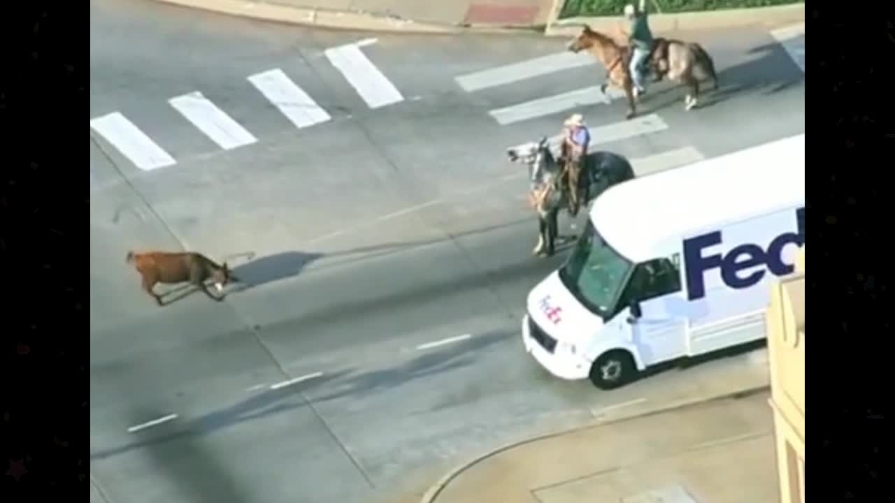 Helicopter footage of an escaped cow captured by cowboys in OKC, USA