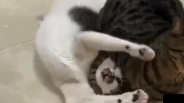 tap out whisker tap out......