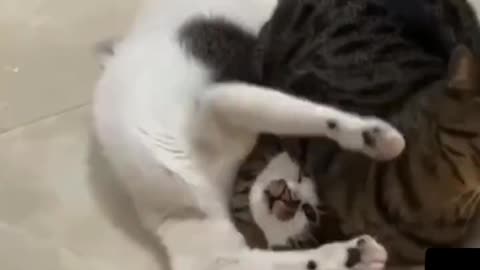 tap out whisker tap out......