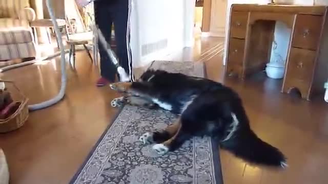 How to clean a Bernese Mountain Dog_batch