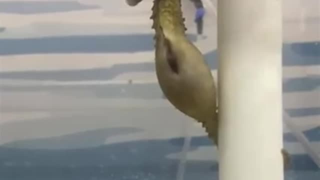 Male Seahorse Giving Birth