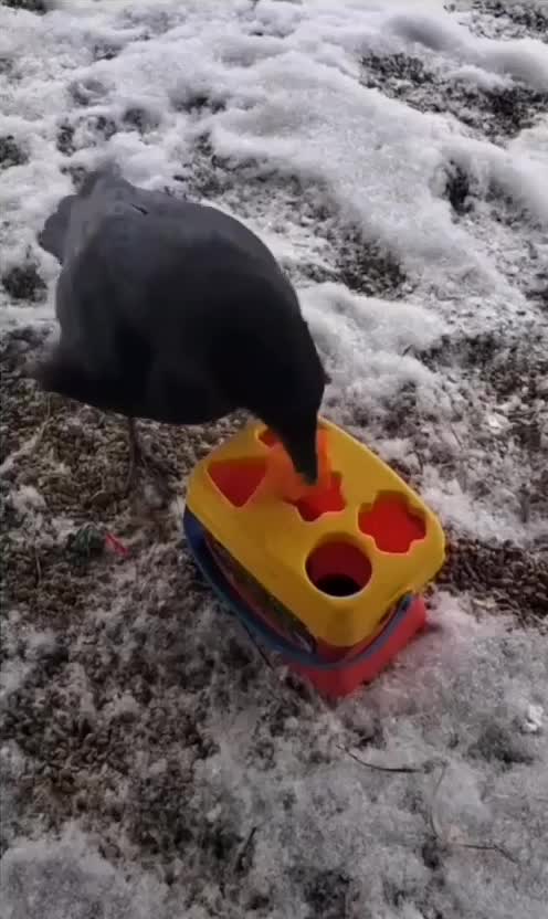 Very Smart Bird Puts Together A Puzzle