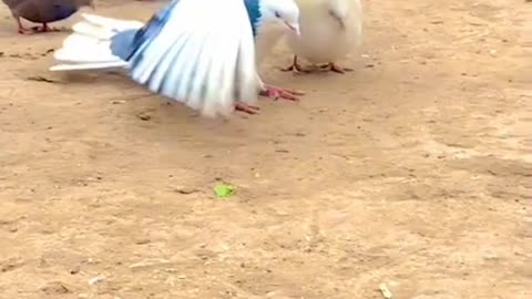 Viral video butiful birds