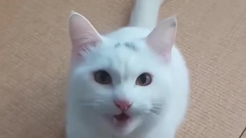 kuttuAnimal Animals