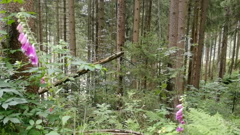 Forest and the bells