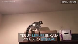 Lêmures lutam contra líbelula para proteger família
