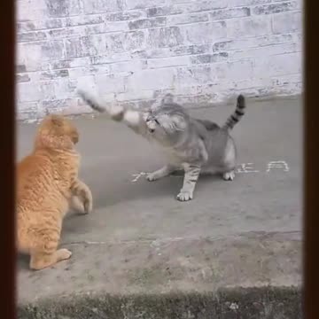 CAT FIGHT #shorts #youtubeshorts #cat #viral #short #fight