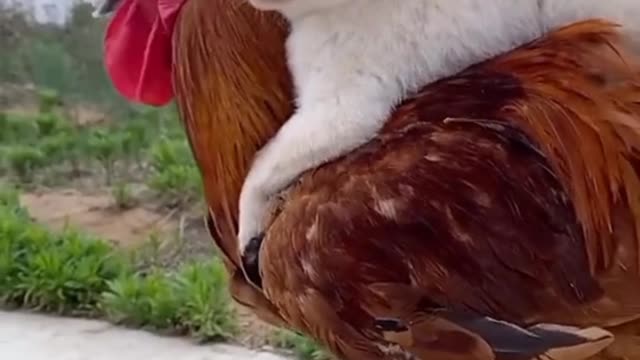 Cute puppy playing with chicken