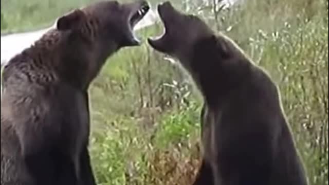 It's the difference between a bear fight and an adult bear fight