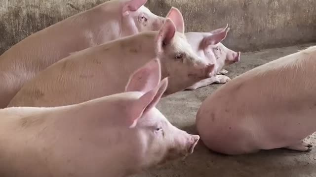 Cute pig 2